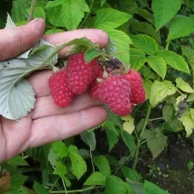 Малина КОРПИКО в Магнитогорске