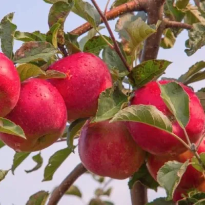 Яблоня РОЖДЕСТВЕНСКОЕ в Магнитогорске