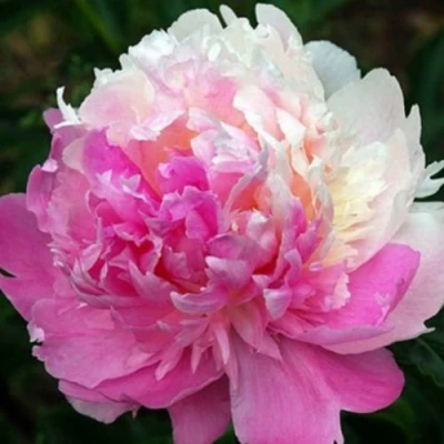 Пион МИСТЕР ЭД травянистый в Магнитогорске