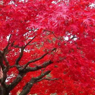 Клен гиннала  в Магнитогорске