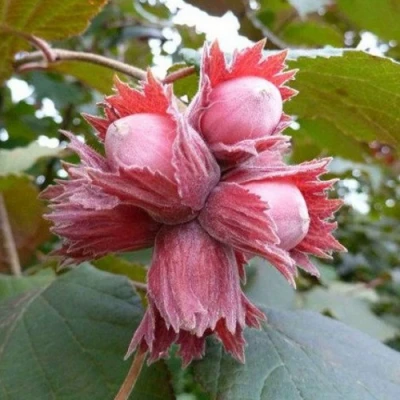 Фундук СКАРЛЕТТ в Магнитогорске