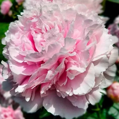 саженцы пиона