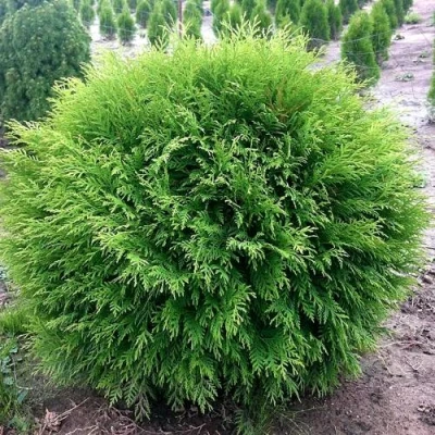 Туя ЛИТЛ ЧЕМПИОН западная в Магнитогорске