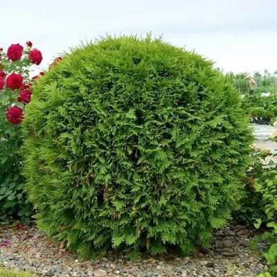 Туя ВУДВАРДИ западная в Магнитогорске