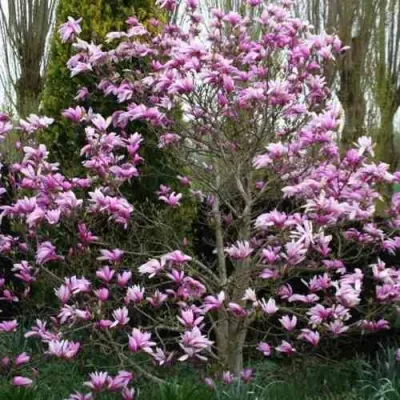 Магнолия ГАЛАКСИ в Магнитогорске