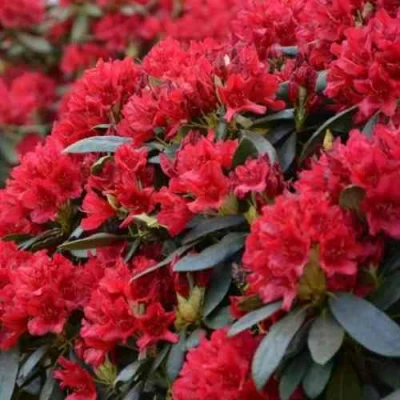 Рододендрон БУЗУКИ в Магнитогорске