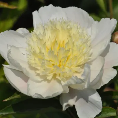 Пион ЗОЛОТАЯ ШПИЛЬКА травянистый в Магнитогорске