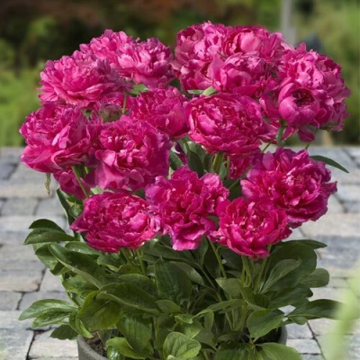 Пион ЛОНДОН травянистый в Магнитогорске