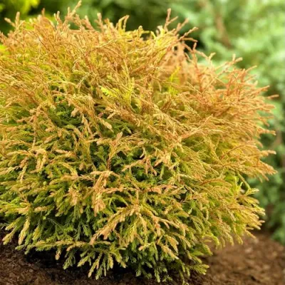 Туя ГОЛДЕН ТАФФЕТ западная в Магнитогорске