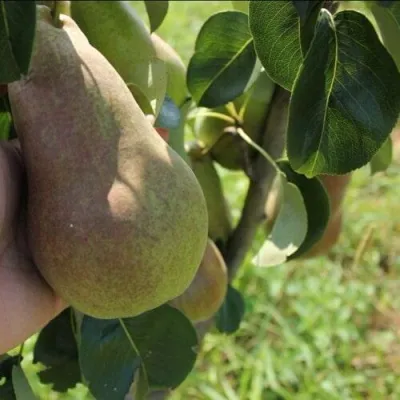 Груша БРЯНСКАЯ КРАСАВИЦА в Магнитогорске