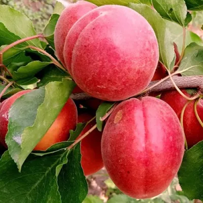 Абрикос РУБИСТА в Магнитогорске