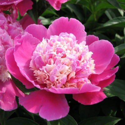 Пион КОРА СТАББС травянистый в Магнитогорске