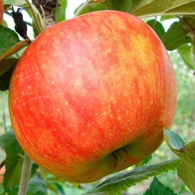 Яблоня ЦЕЛЕСТЕ в Магнитогорске