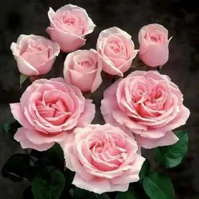 Роза ФРЕДЕРИК МИСТРАЛЬ чайно-гибридная в Магнитогорске