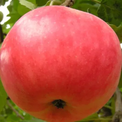 Яблоня СУЙСЛЕПСКОЕ (МАЛИНОВКА) в Магнитогорске