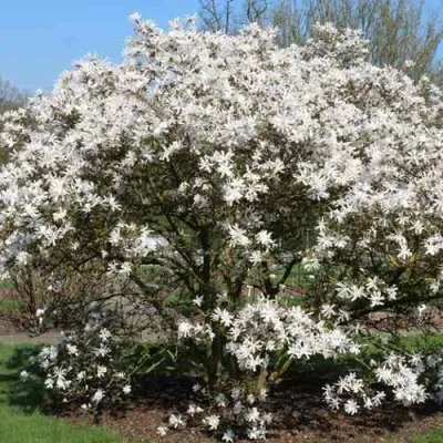 Магнолия КОБУС в Магнитогорске