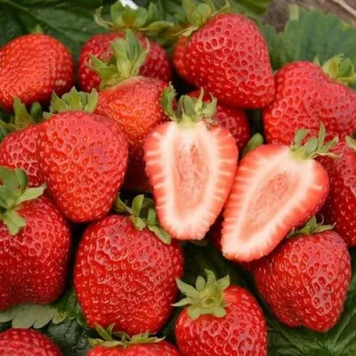 Клубника ФЛОРЕНС в Магнитогорске