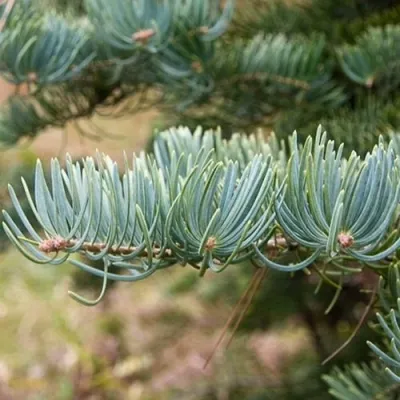 Пихта КОНКОЛОР в Магнитогорске