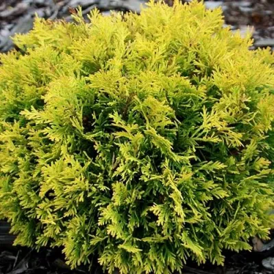 Туя ДАВИД западная в Магнитогорске