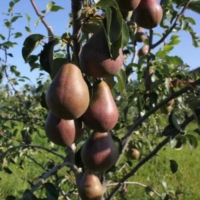 Груша БРЯНСКАЯ КРАСАВИЦА в Магнитогорске