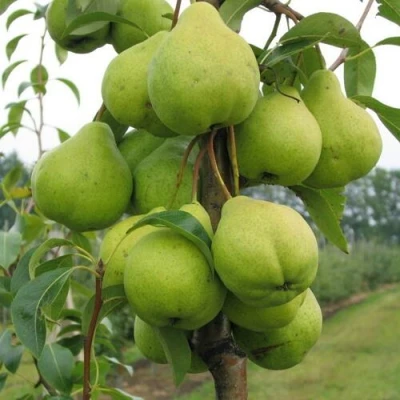 груша Декор