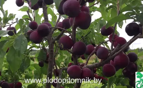 Превью видео