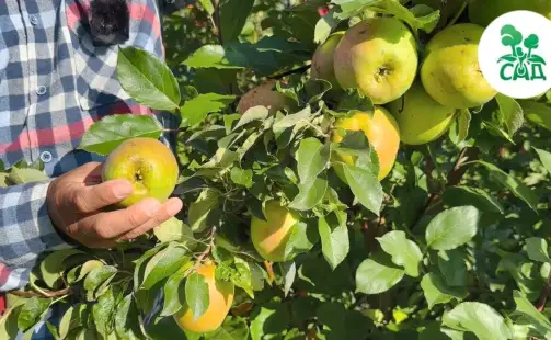 Превью видео