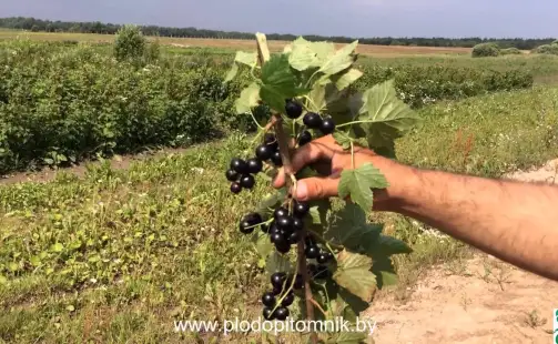 Превью видео