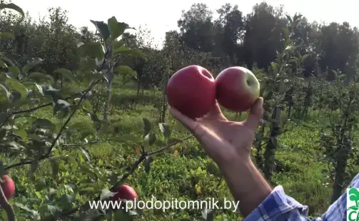 Превью видео