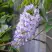 Глициния макростахия БЛЮ МУН в Магнитогорске