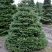 Пихта корейская  в Магнитогорске