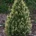 Туя БРАБАНТ ВАРИЕГАТТА западная в Магнитогорске