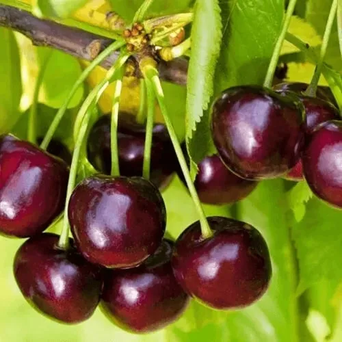 саженцы черешни в питомнике саженцы черешни в питомнике