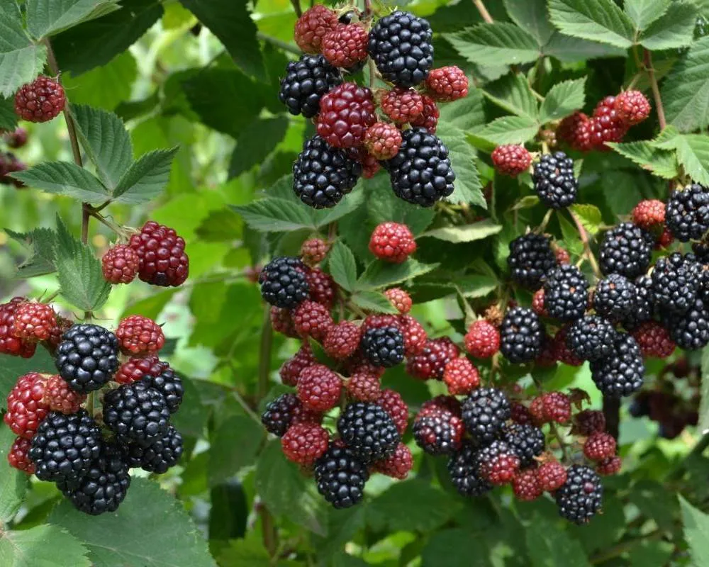 кустики ежевики кустики ежевики