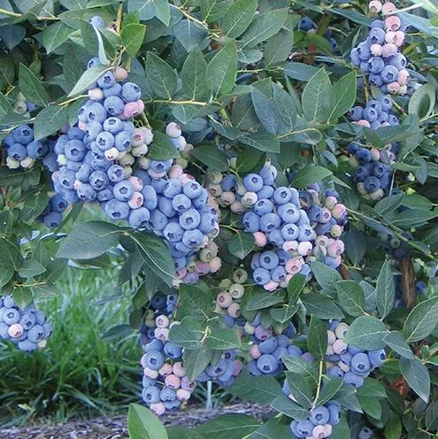 саженцы голубики саженцы голубики