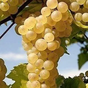 Неукрывные сорта Неукрывные сорта в Магнитогорске