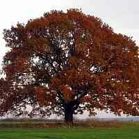 Дуб скальный  Дуб скальный в Магнитогорске