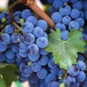 Винный Винный в Магнитогорске