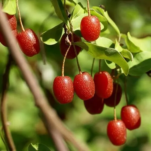 саженцы гуми саженцы гуми