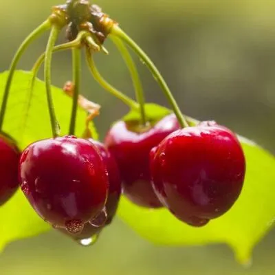 Черешня СИНЯВСКАЯ  Черешня СИНЯВСКАЯ в Магнитогорске