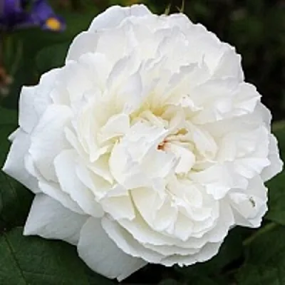 Саженцы роз ВИНЧЕСТЕР КАФЕДРАЛ английская  Саженцы роз ВИНЧЕСТЕР КАФЕДРАЛ английская в Магнитогорске