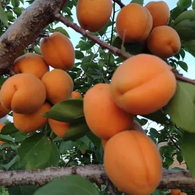 Абрикос ГОЛД РИЧ  Абрикос ГОЛД РИЧ в Магнитогорске