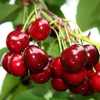 Черешня МИНЧАНКА  Черешня МИНЧАНКА в Магнитогорске