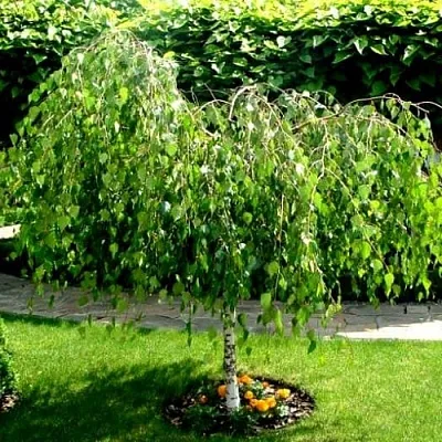 Береза  Береза в Магнитогорске