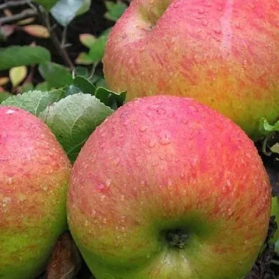 Яблоня ЯБЛОЧНЫЙ СПАС  Яблоня ЯБЛОЧНЫЙ СПАС в Магнитогорске