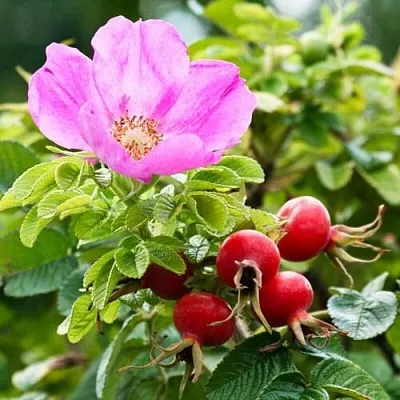 Шиповник   Шиповник  в Магнитогорске
