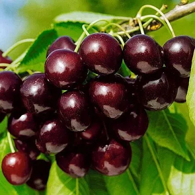 Черешня ВИТЯЗЬ  Черешня ВИТЯЗЬ в Магнитогорске