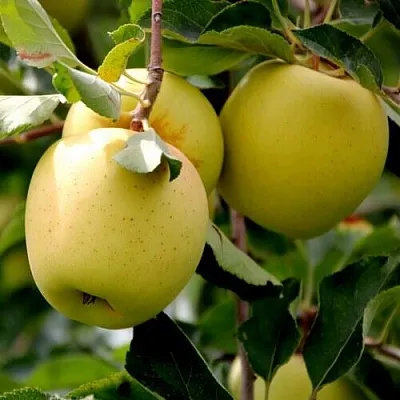Яблоня ГОЛДЕН ВЛАДИМИРСКИЙ  Яблоня ГОЛДЕН ВЛАДИМИРСКИЙ в Магнитогорске