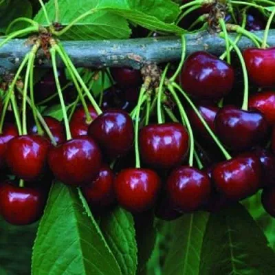 Черешня ВЕДА  Черешня ВЕДА в Магнитогорске