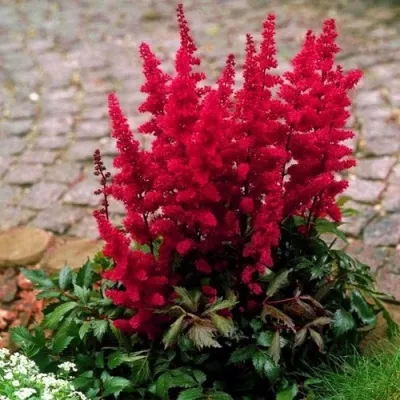 Астильба ГЛАТ Арендса — описание сорта Астильба ГЛАТ Арендса в Магнитогорске